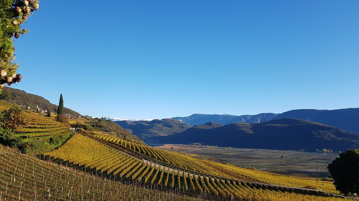 weinberge
