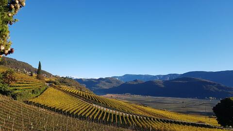 weinberge