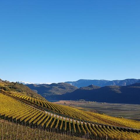weinberge