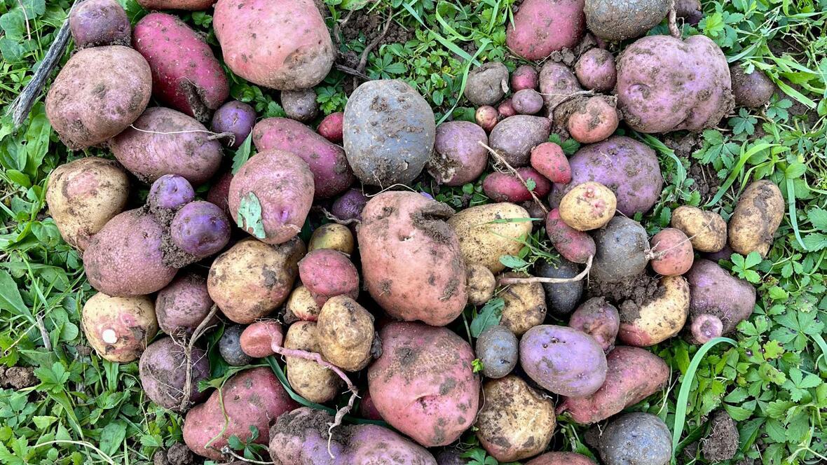 Viele, bunte Kartoffeln: Wer bei der Kartoffelaktion mitmacht, darf sich im Sommer über ein wohlschmeckendes Ergebnis freuen. (Foto: Theresia Berthold)