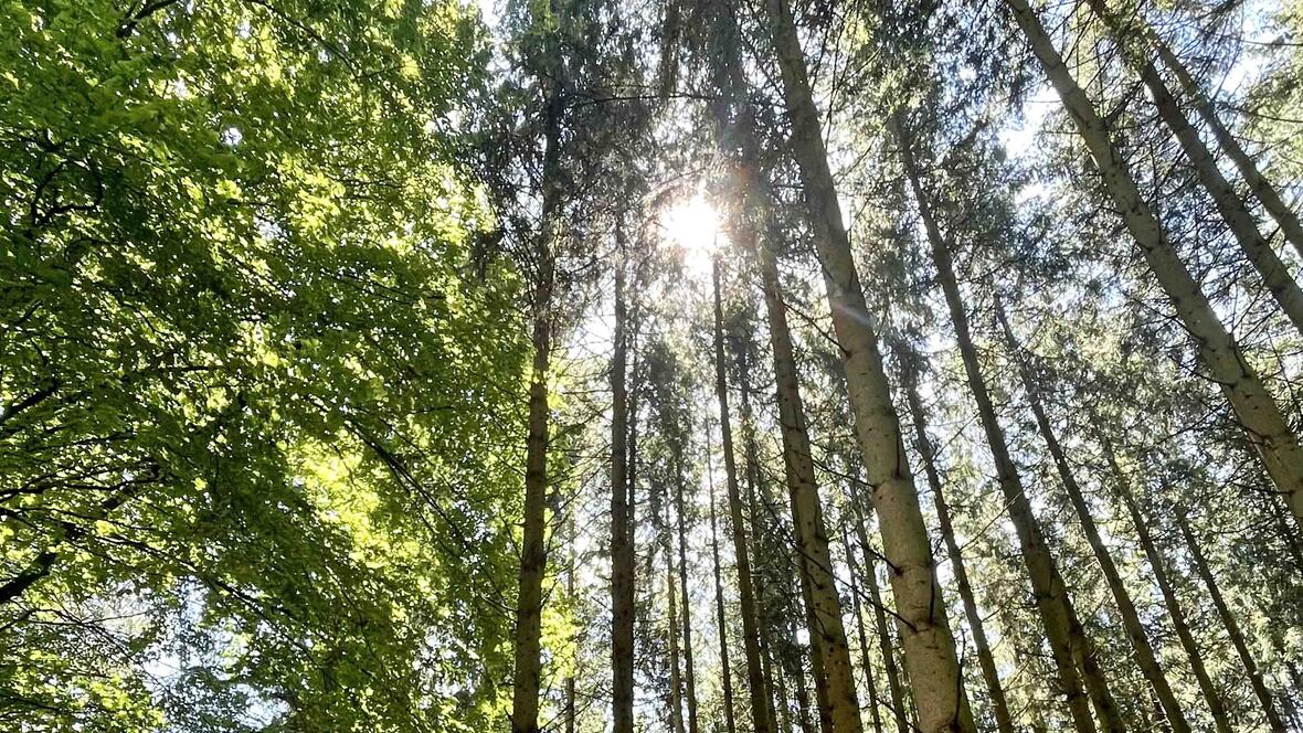 24 Stunden-Auszeit: den im Wald (Foto: Daniela Kaschke / Exerzitenhaus Leitershofen)