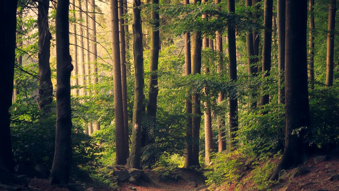 Das PEFC-Gütesiegel betrifft rund 2.100 Hektar an Wald in kirchlichem Besitz (Motivfoto: Unsplash)